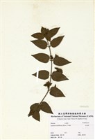 藏品(毛茉莉)的圖片